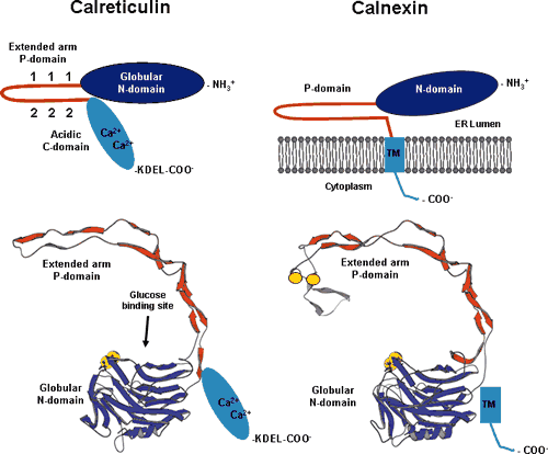 calreticulin