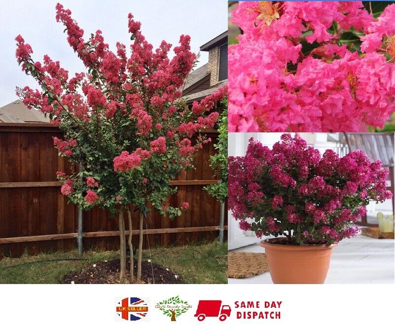 crape myrtle tree uk