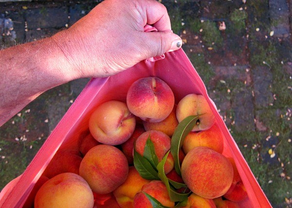 nanaimo peach tree for sale