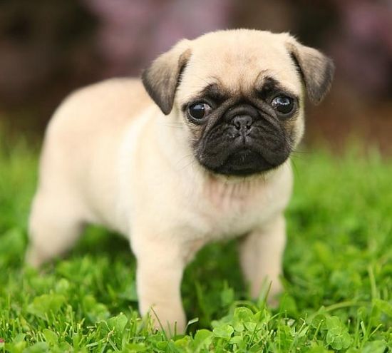 razas de perros pug bebes