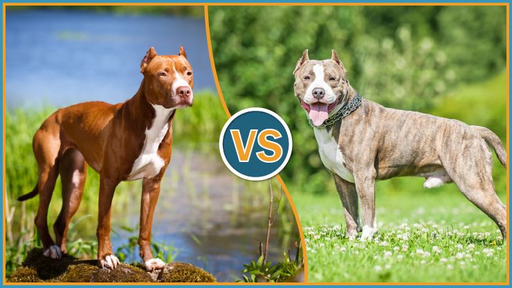 american staffordshire terrier vs pit bull terrier