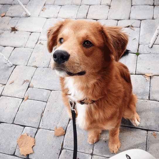 border collie golden retriever mix