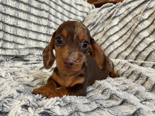 miniature dachshund for sale middlesbrough