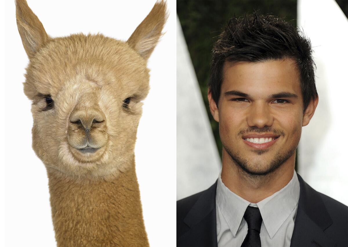 taylor lautner alpaca