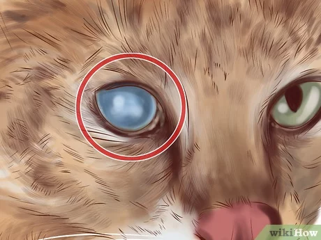 cataracts in cats