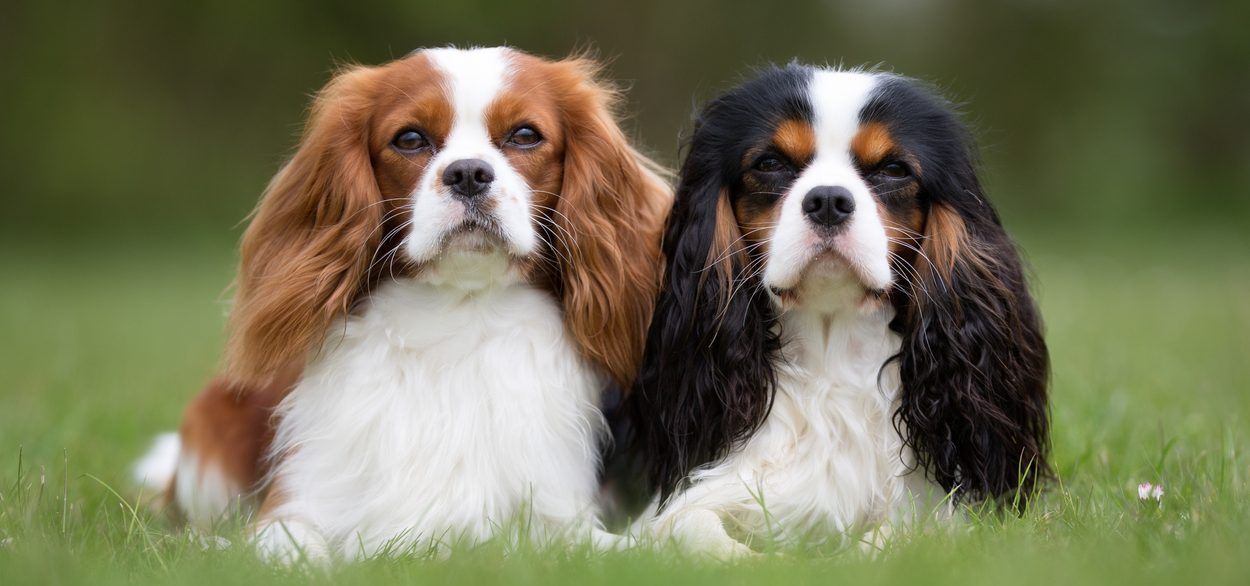 cavalier king charles spaniel for sale