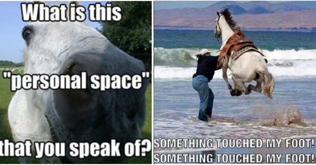 horse memes