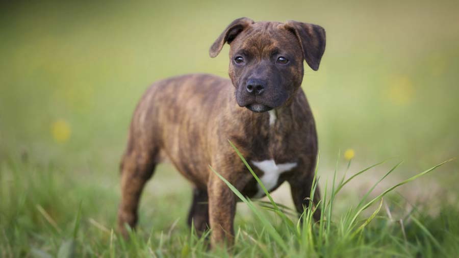 american staffordshire terrier brindle price