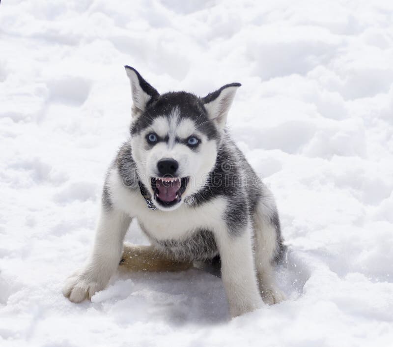 siberian husky evil