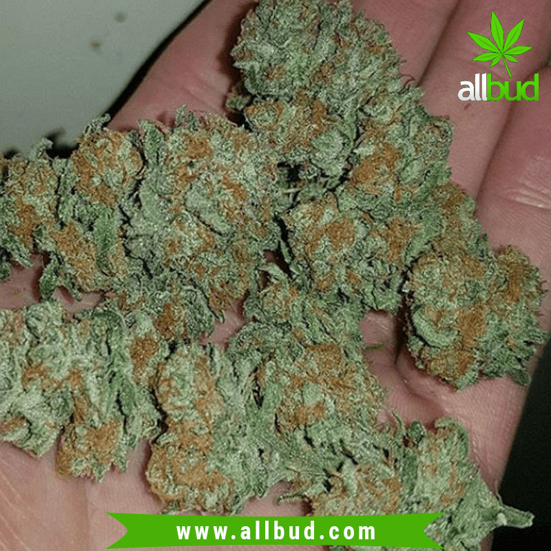 allbuds