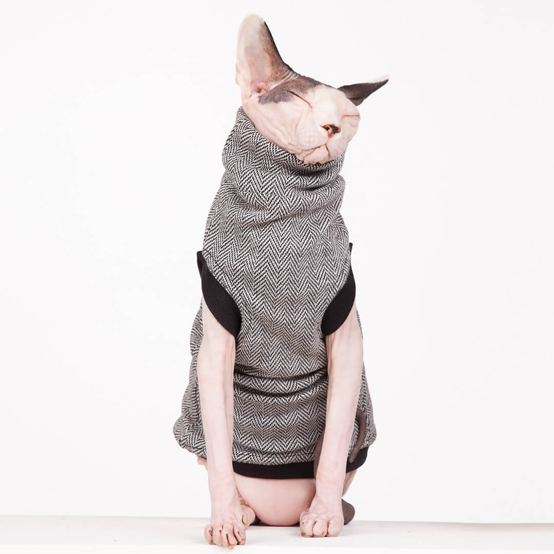 sphynx wear