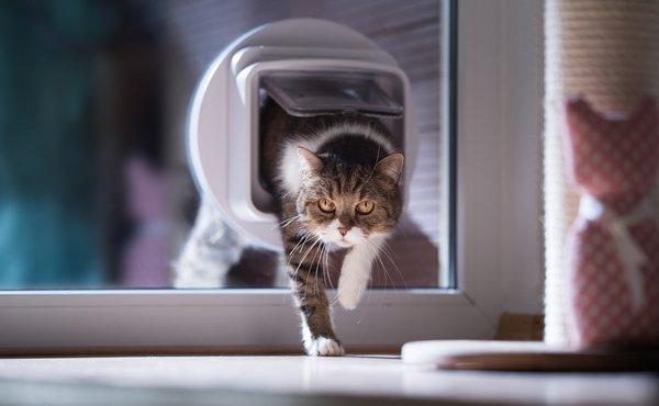 cat flap fitting near me