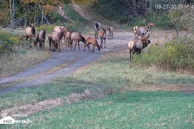 live elk cam in benezette pa