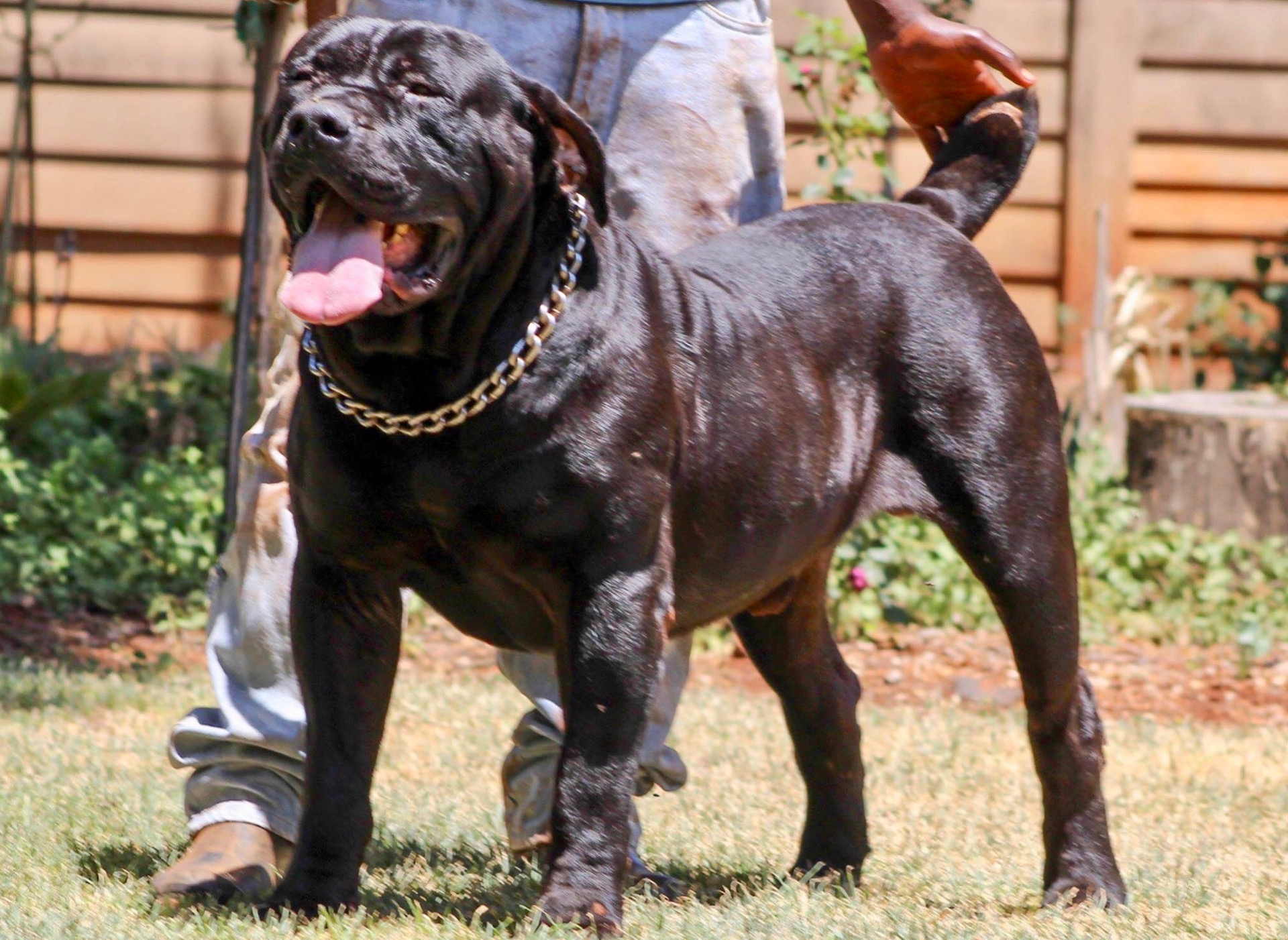 black boerboel