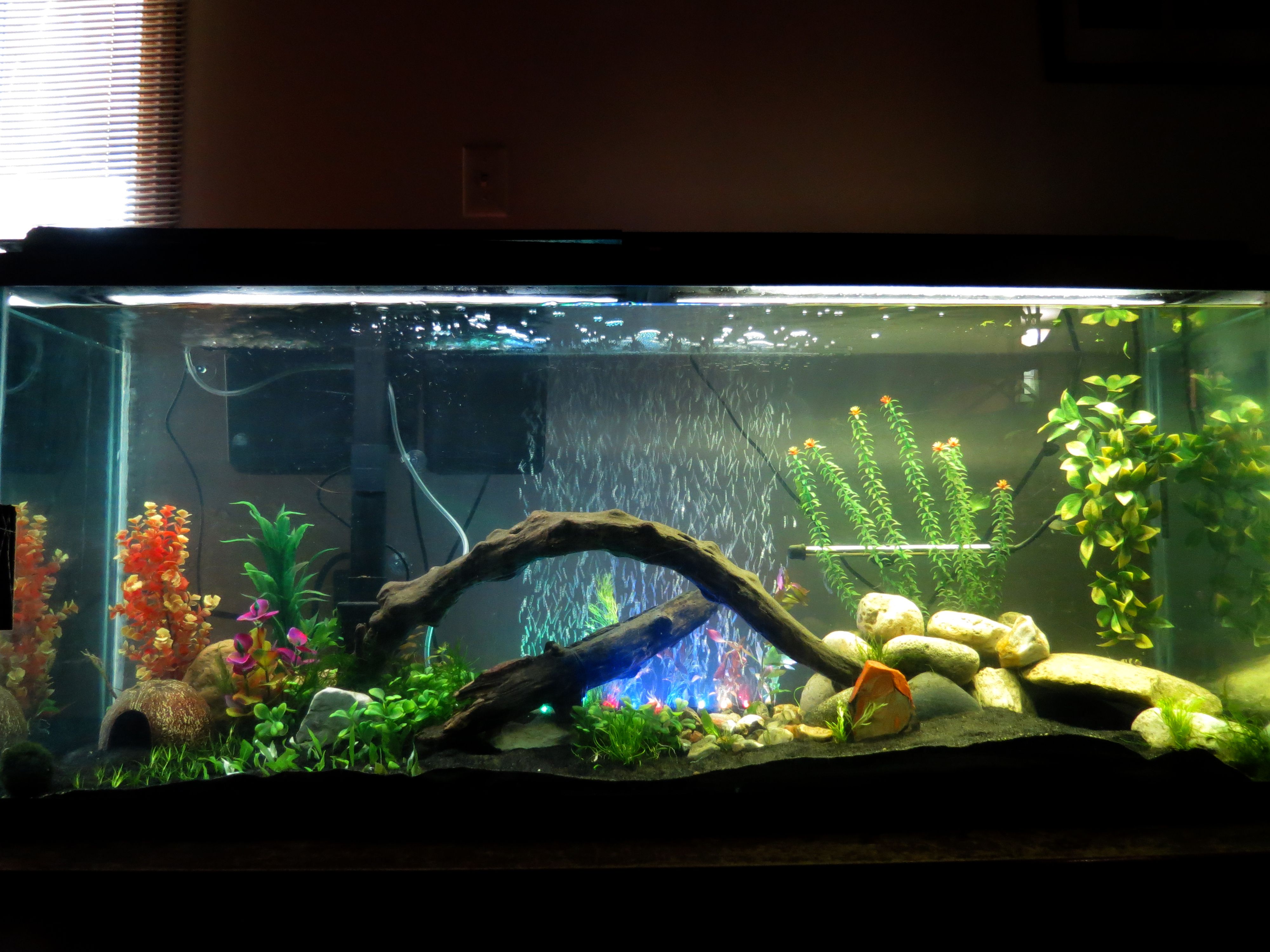 55 gal fish tank