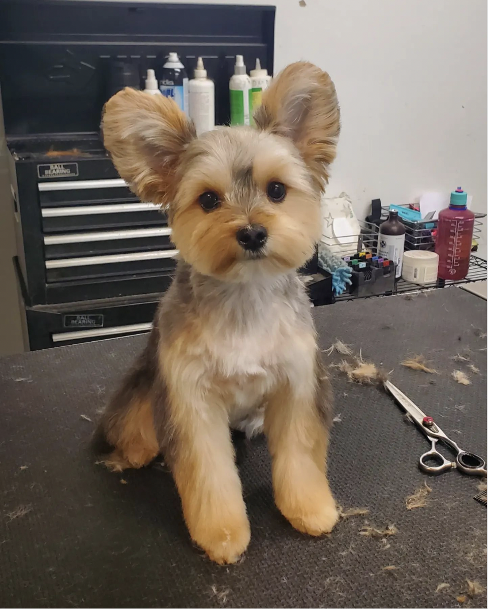 yorkie teddy bear haircut