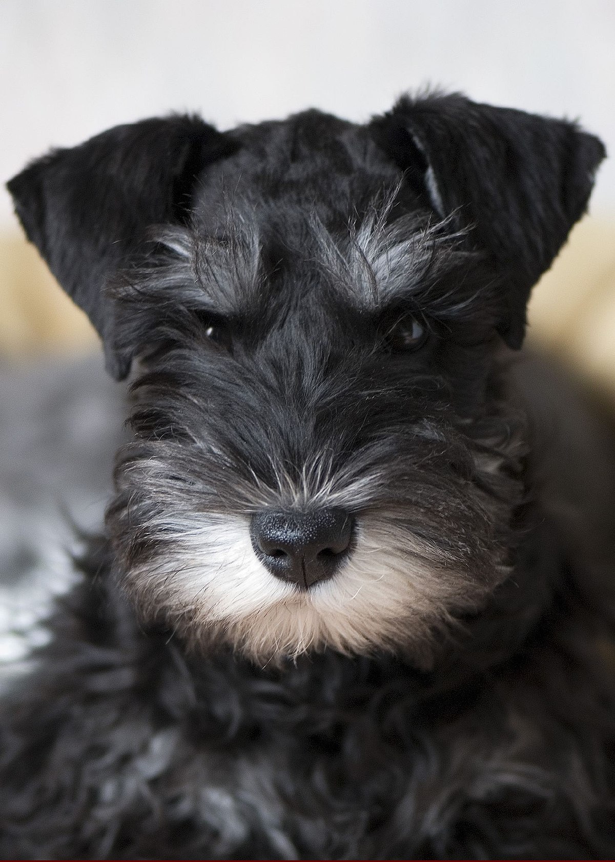 miniature schnauzer black puppy