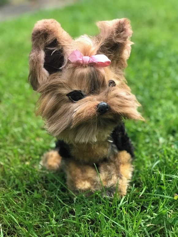 mini yorkshire terrier