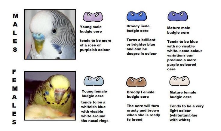 budgie cere