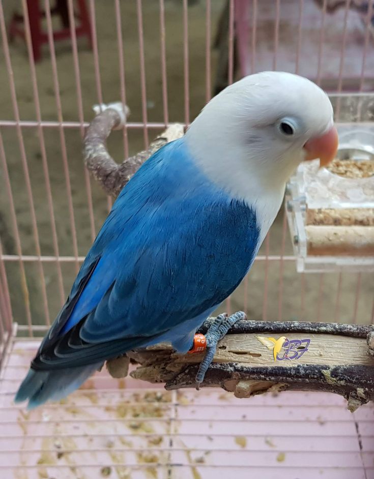 blue love birds images