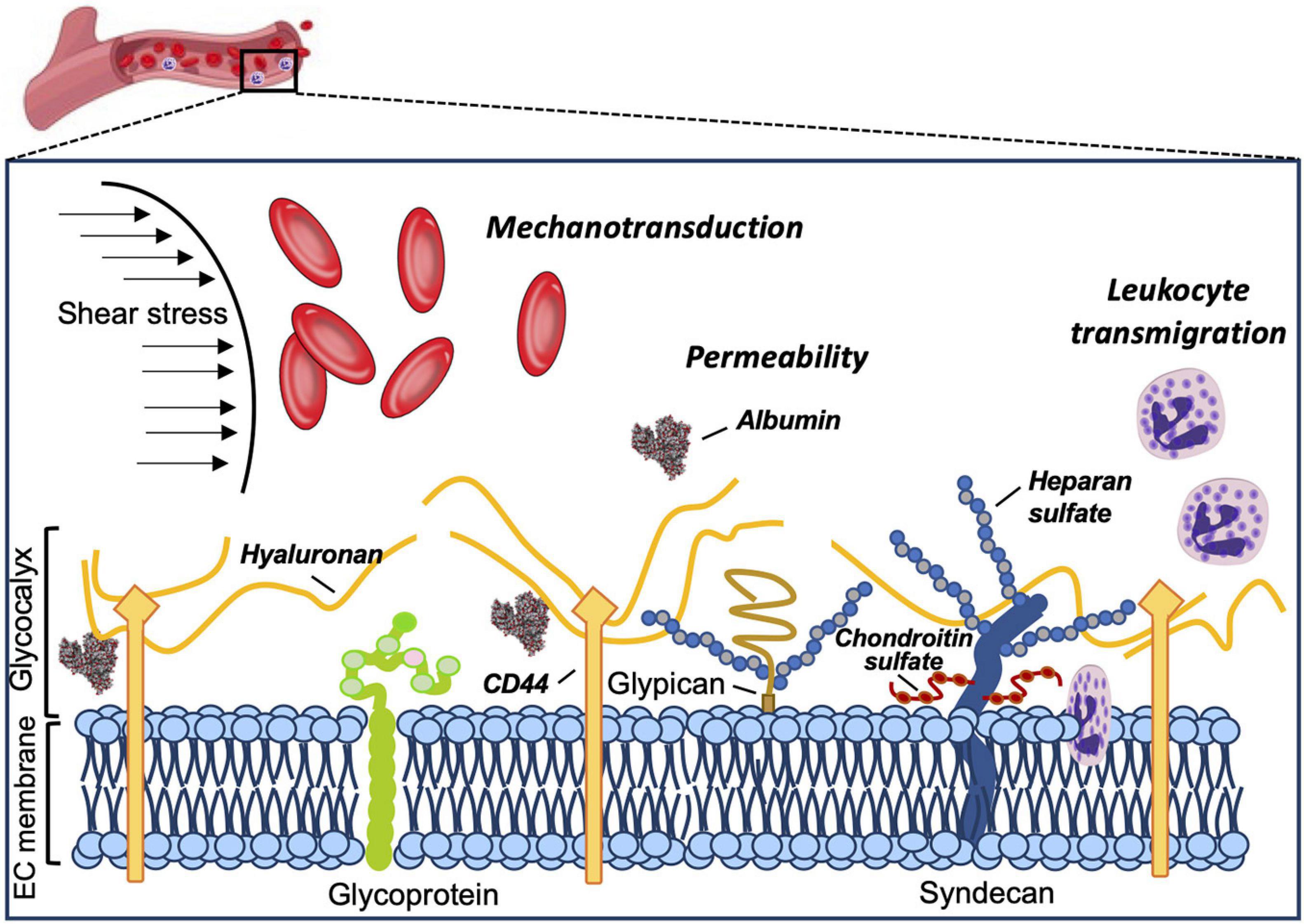 glycocalyx