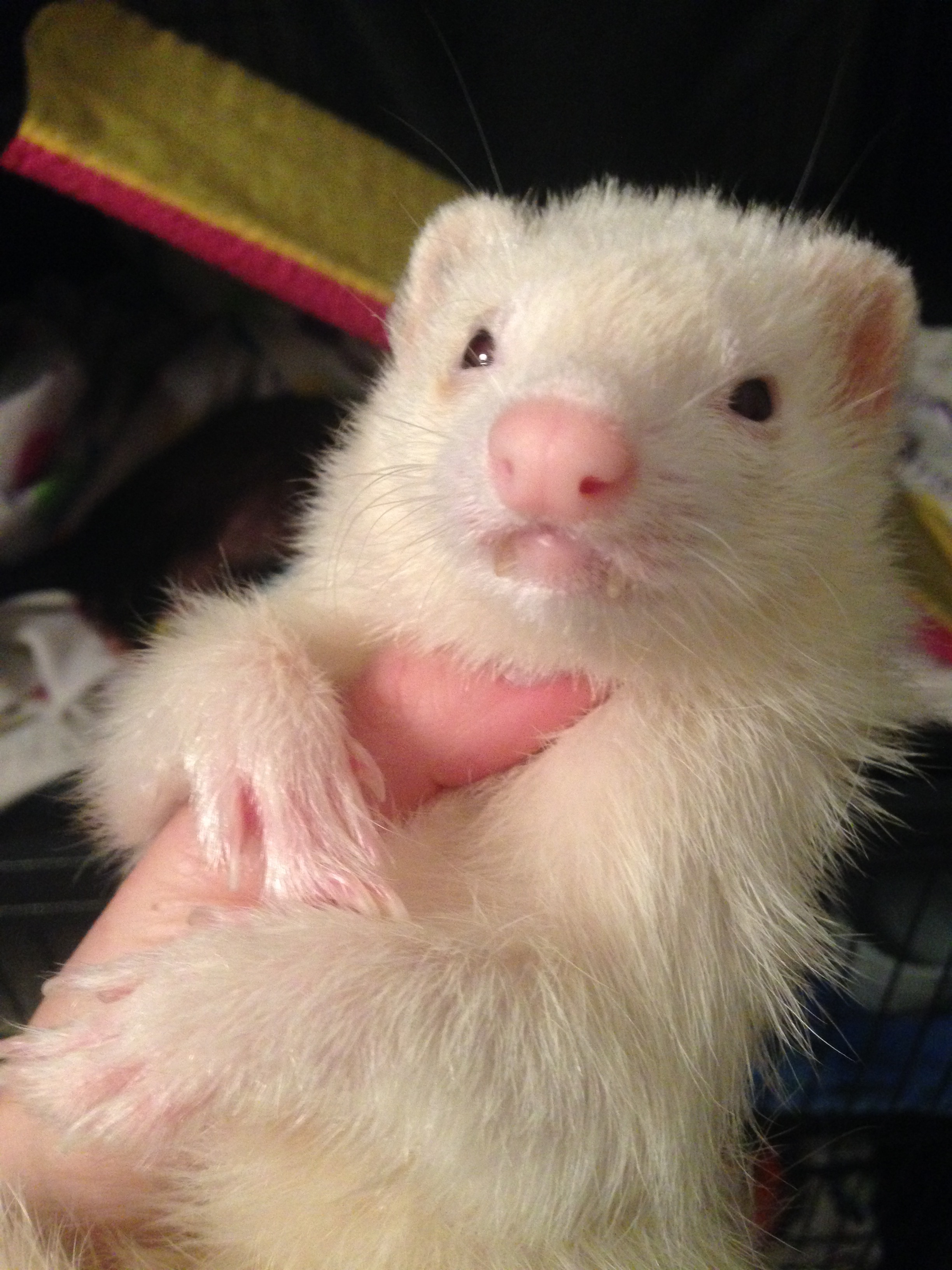 ferret breeders in ohio