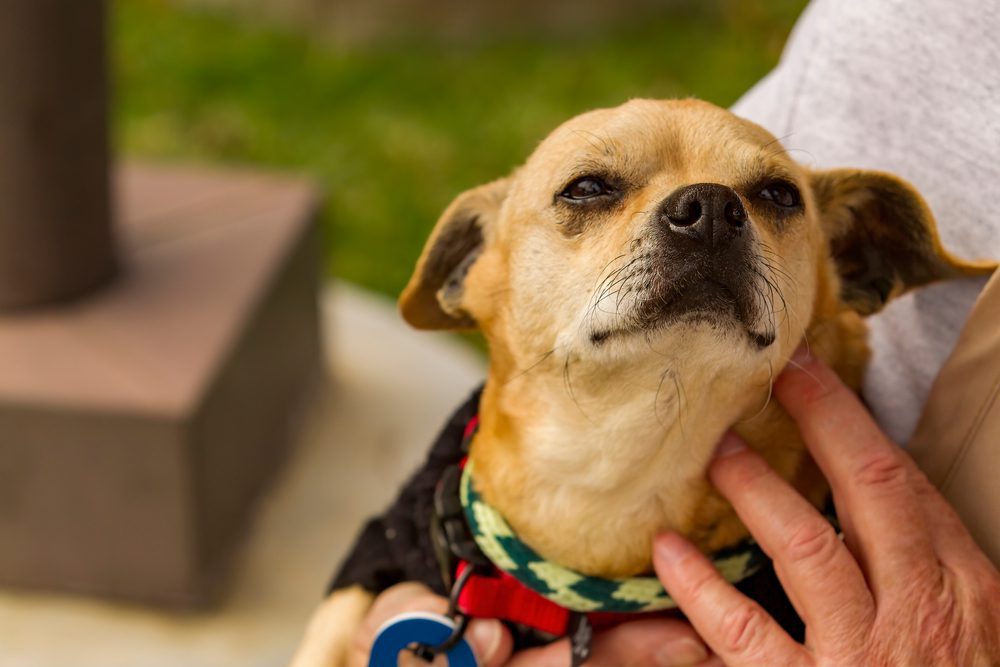 terrier chihuahua dog