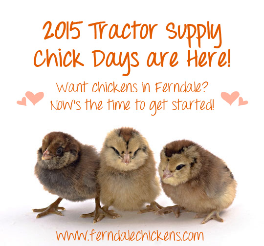 does tractor supply sell chickens