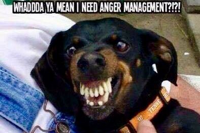 angry dachshund meme