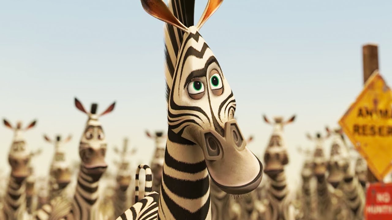 marty zebra madagascar