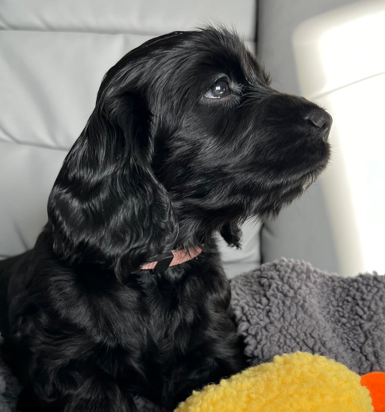 cocker spaniel puppies for sale scotland