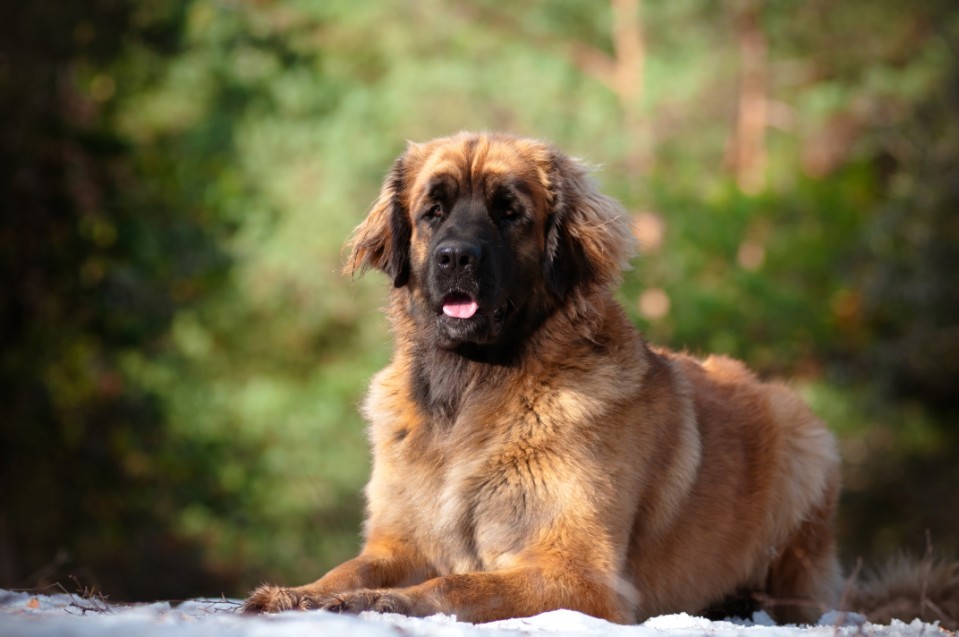 leonberger dog cost