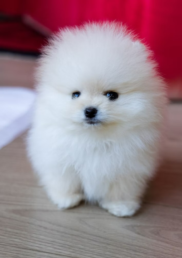 pomeranians for sale in sc