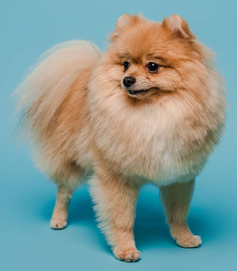 pomeranian cut