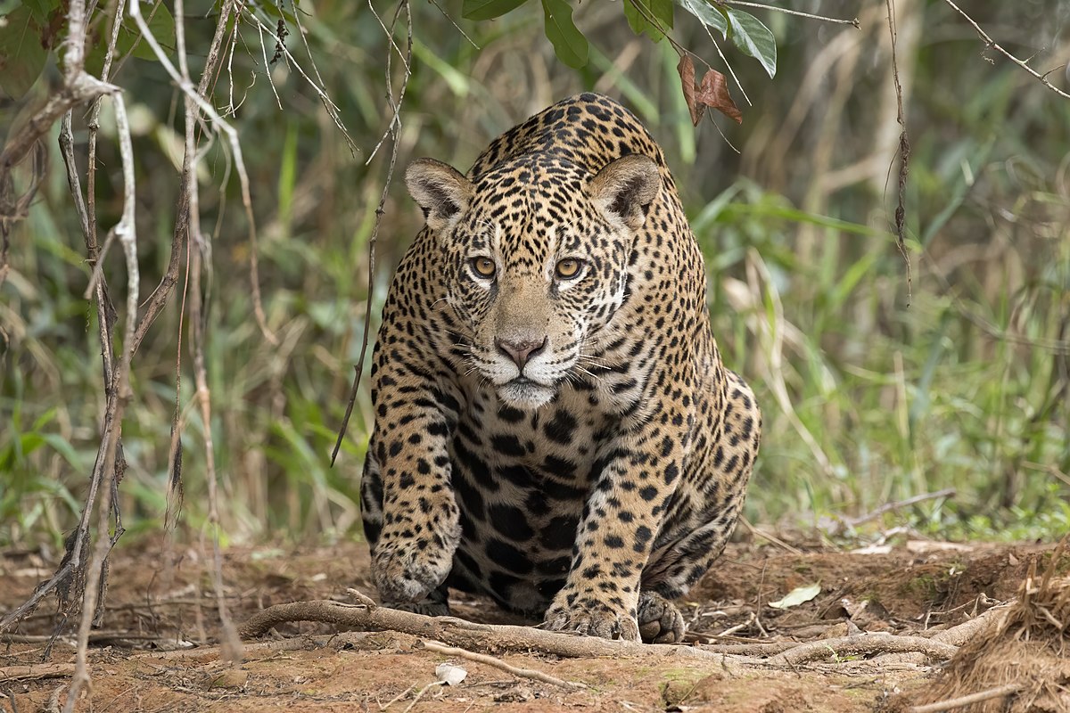 jaguar ingilizce tanıtımı
