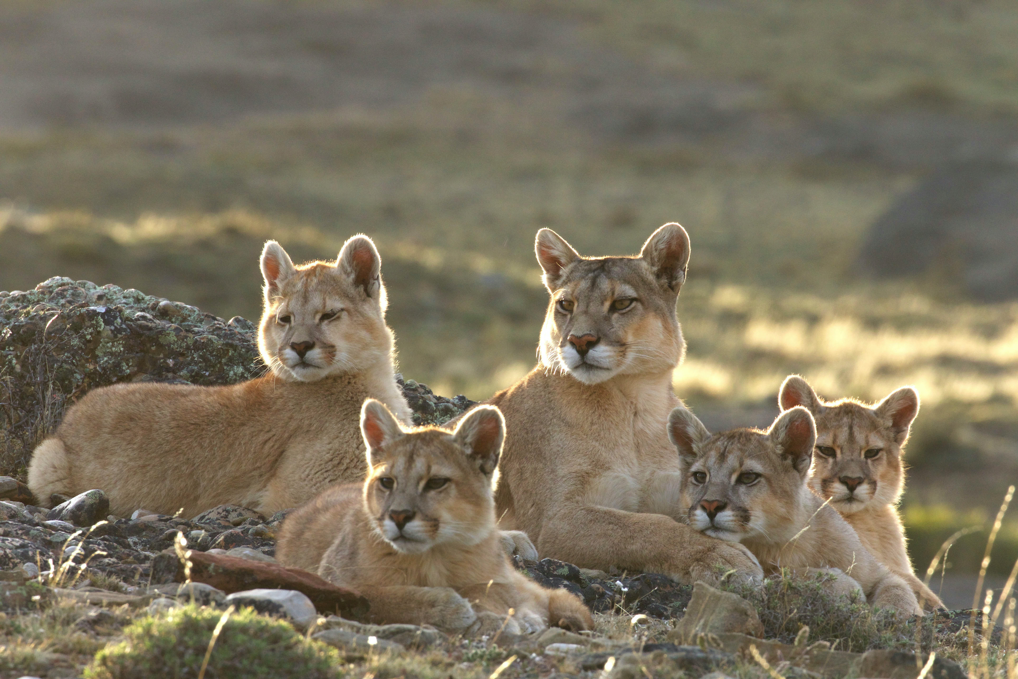 difference between puma and cougar