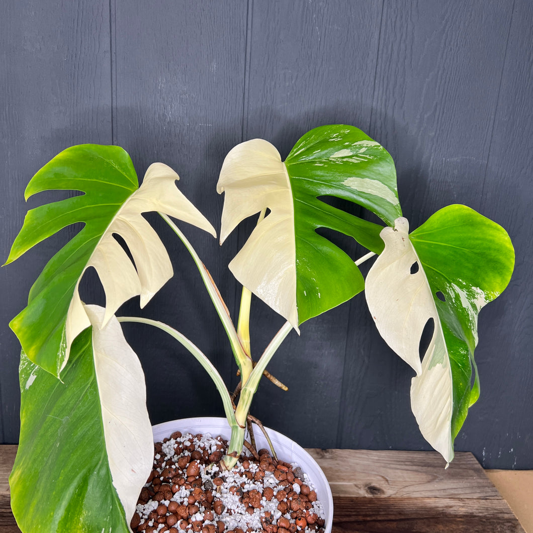 half moon monstera