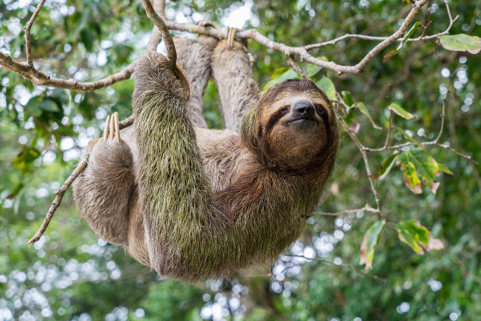 can sloths move fast