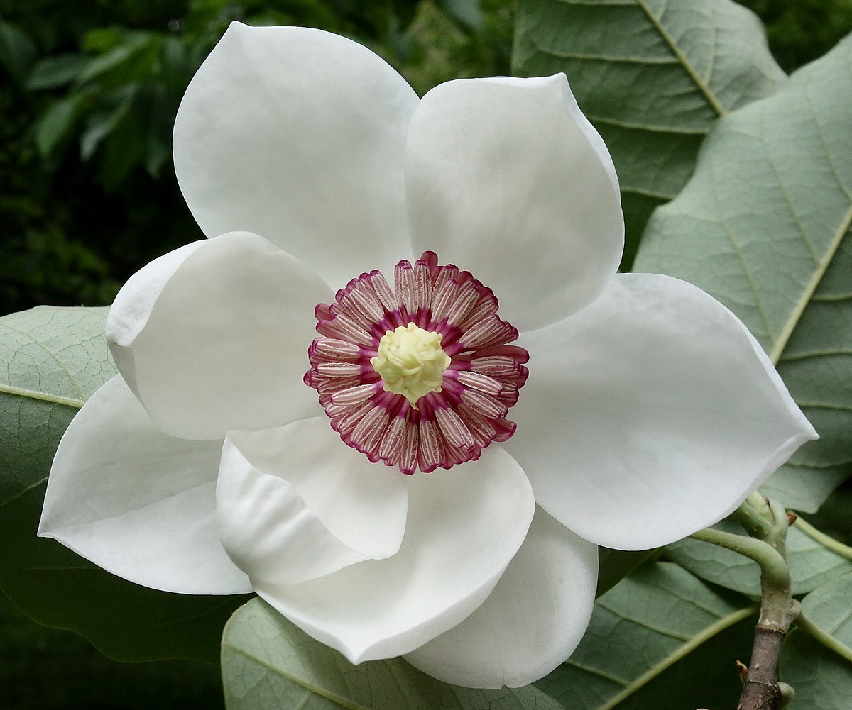symbolism of magnolia flower