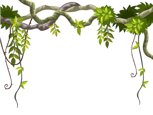 jungle vines clipart