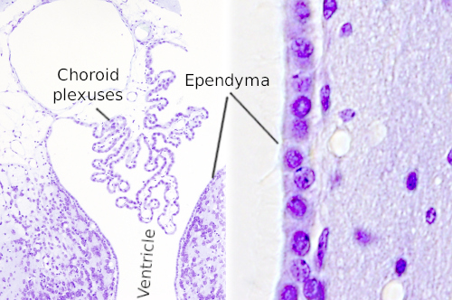 ependyma