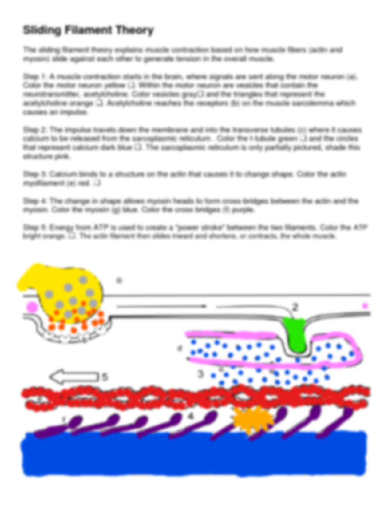 sliding filament theory coloring answers