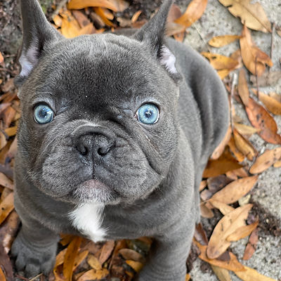 frenchies for sale