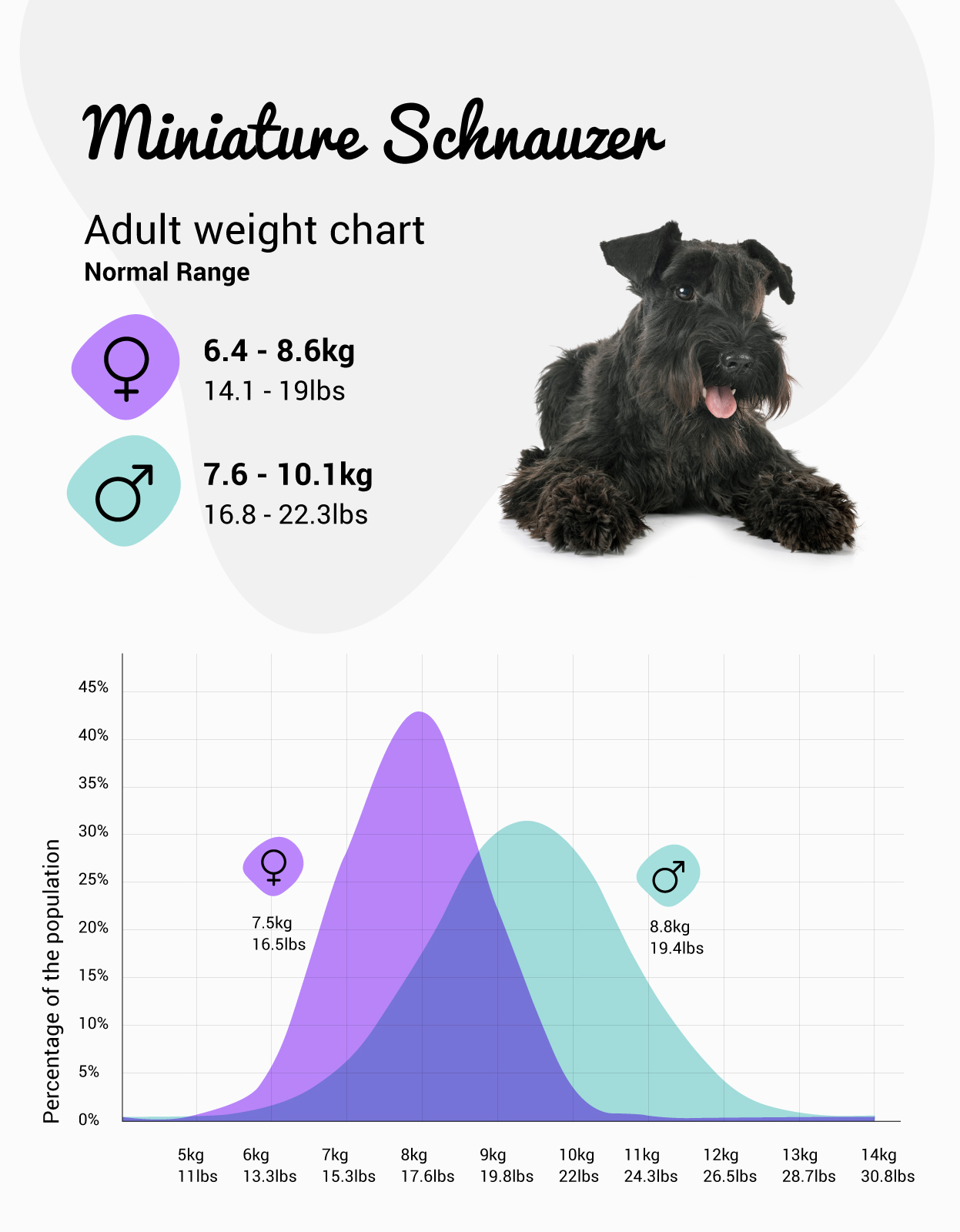 weight miniature schnauzer