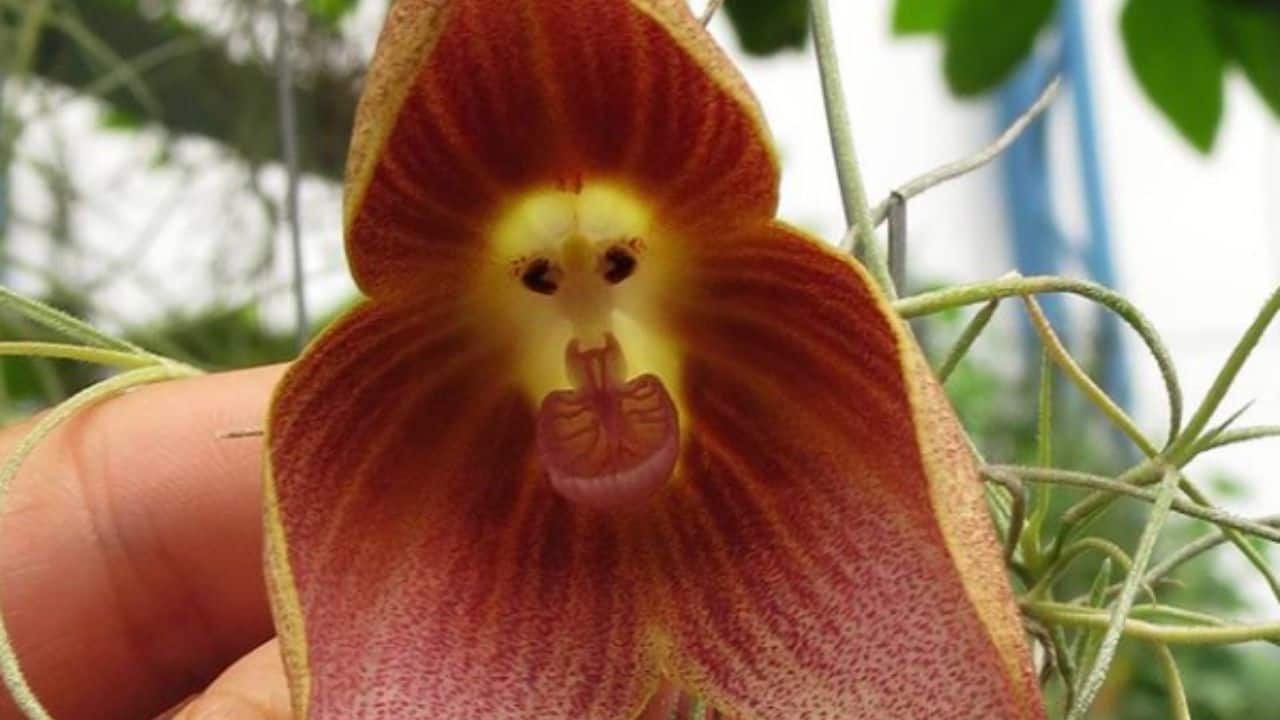 monkey faced orchids