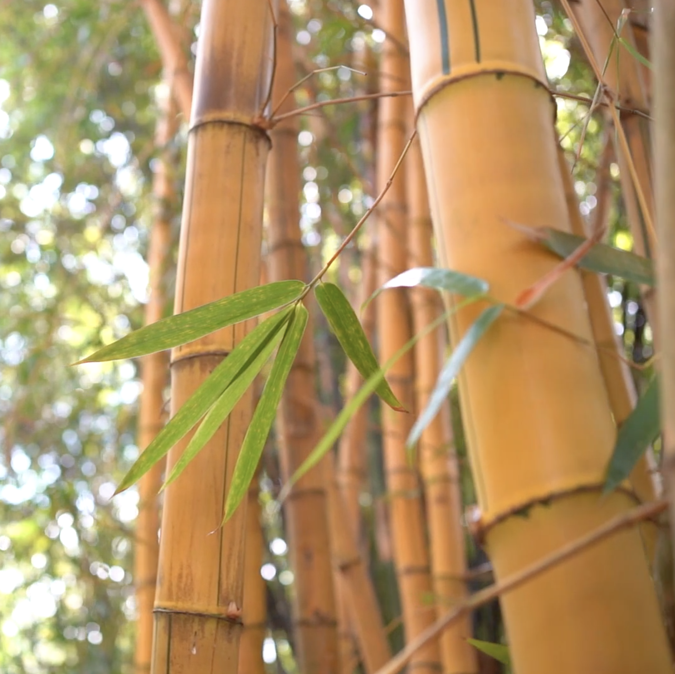 bambu adopta