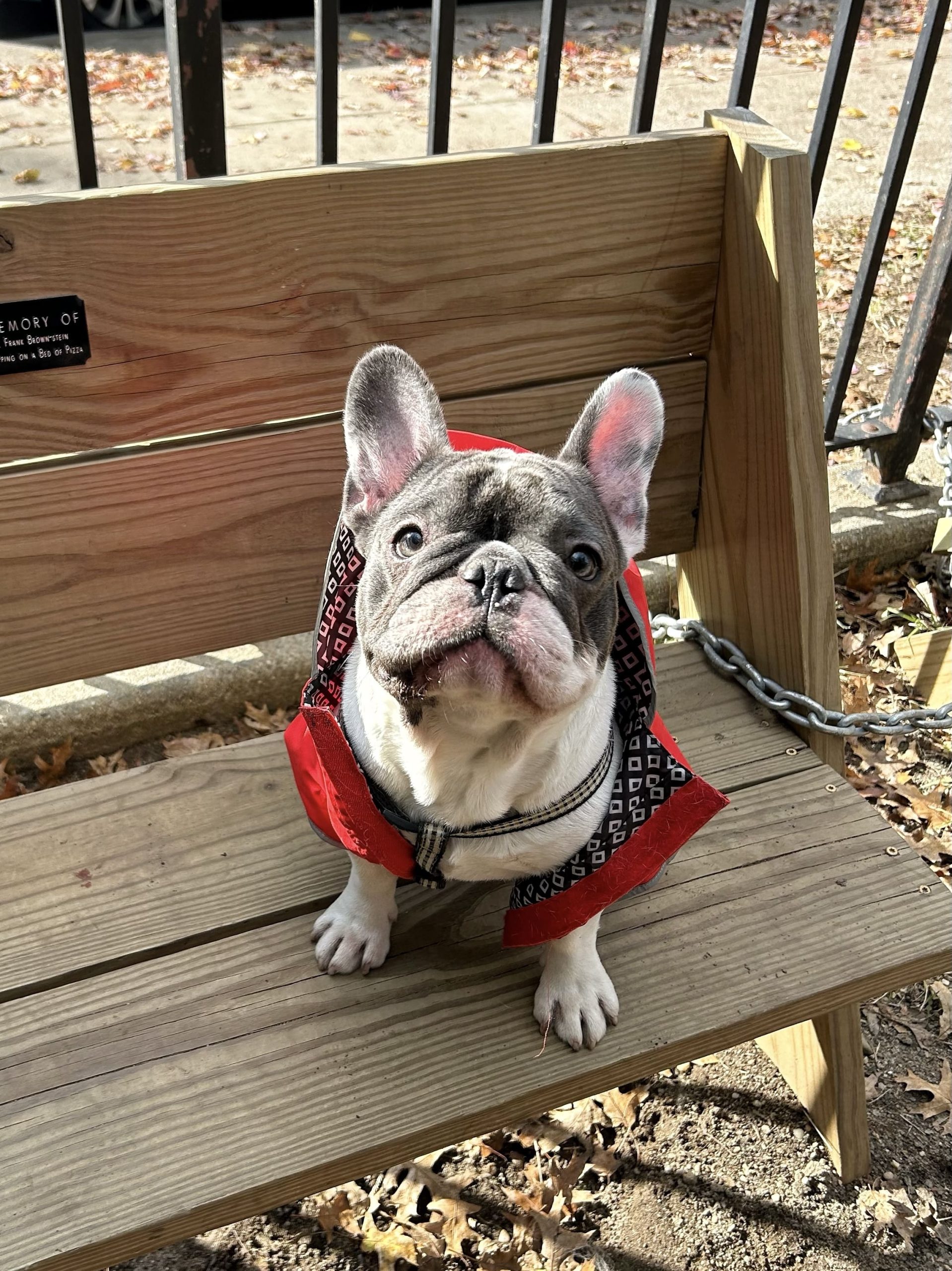 french bulldog rescue northeast