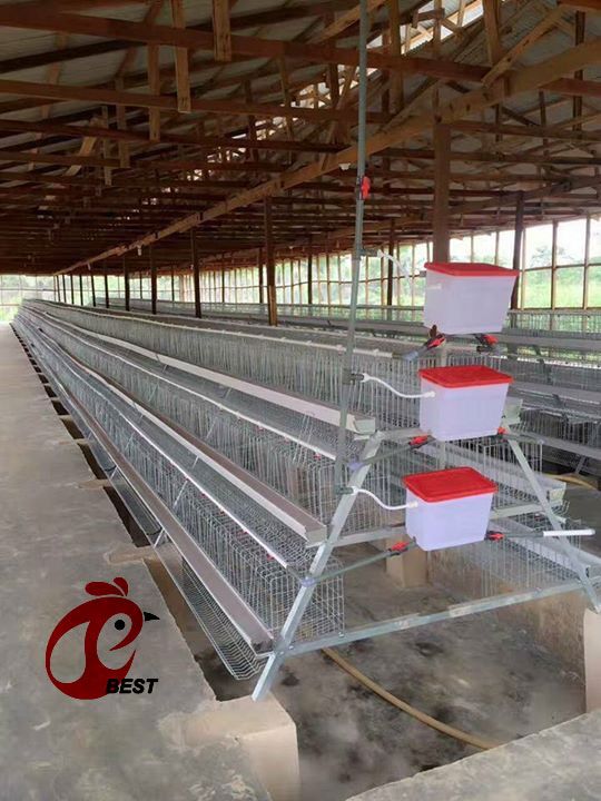 poultry cage design