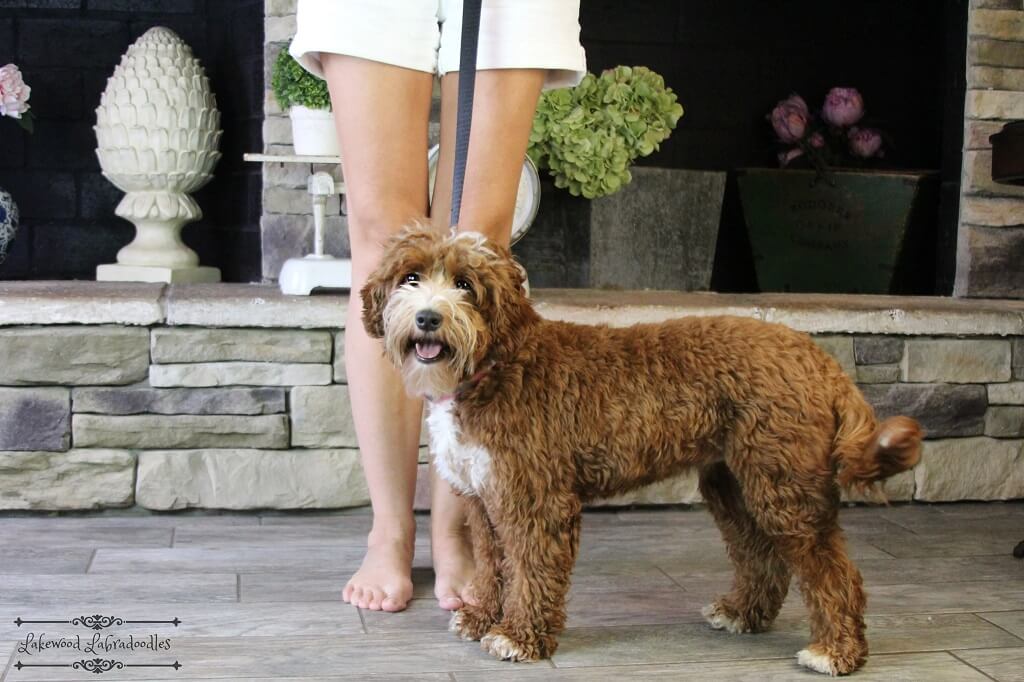 medium labradoodle size