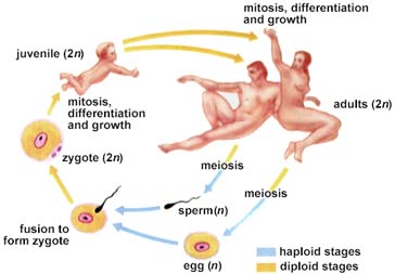 how many chromosomes does a human sperm cell have